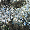 California mussel