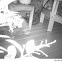 Raccoon