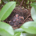 Brown Thrasher