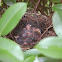Brown Thrasher