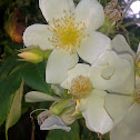 Himalayan wild rose