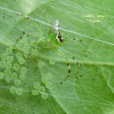 Epeus indicus guarding its eggs