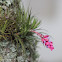 Air plant