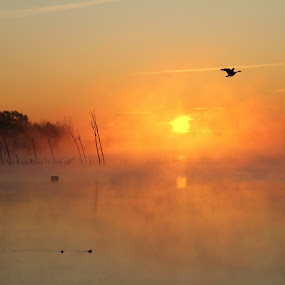 Misty Morn by Roger Becker - Landscapes Waterscapes ( water, sunset, sunrise, landscape, birds )