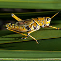 Grasshopper