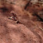 Ring-tailed dragon