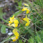 Bird's-foot Trefoil