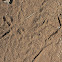 Swainson's Francolin