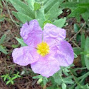 Rock Rose or Sun Rose; Jara Blanca