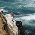 Southern California Wildlife