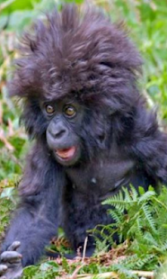 How to mod Crazy monkey face Live WP patch 1.0 apk for bluestacks