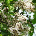 करंज  Pongam Oiltree