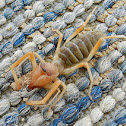 Sun Spider