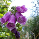 Common Foxglove