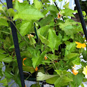 Susie Vine- Black Eye Susan