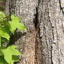 Sweetgum