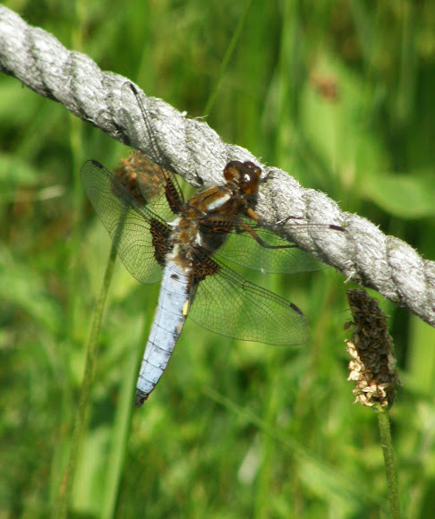 Spotting Image 1