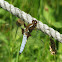 Broad-bodied Chaser male