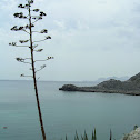 Agave