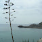 Agave