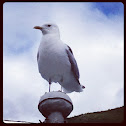 Norwegian seagull.