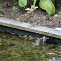 European Robin