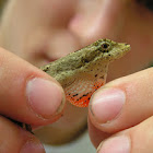 Slender anole