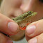 Slender anole
