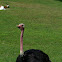 Ostrich