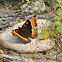 Milbert's Tortoiseshell