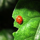 Eyed Ladybird