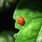 Eyed Ladybird
