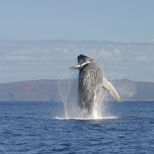 Huge Whale at rainy weather WP.apk 1.0