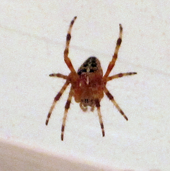Spotting Image 1