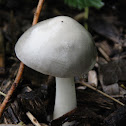 Gewone beurszwam - (Volvariella gloiocephala)