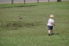 Eli chaising a duck