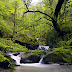 forest_river_3356308.jpg