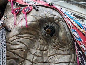 Elephant's eye and lovely eyelashes