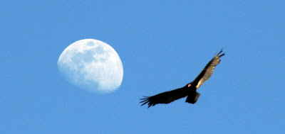 A bird in flight with a day moon behind it