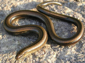 Orbettino Orbettino