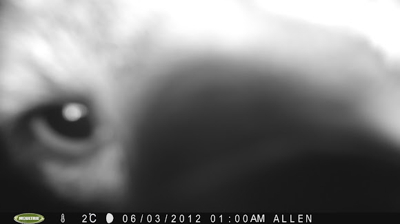 Spotting Image 1