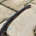 Common Krait