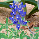 Texas Bluebonnet