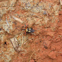 Hemipteran
