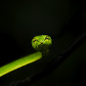 Green vine snake