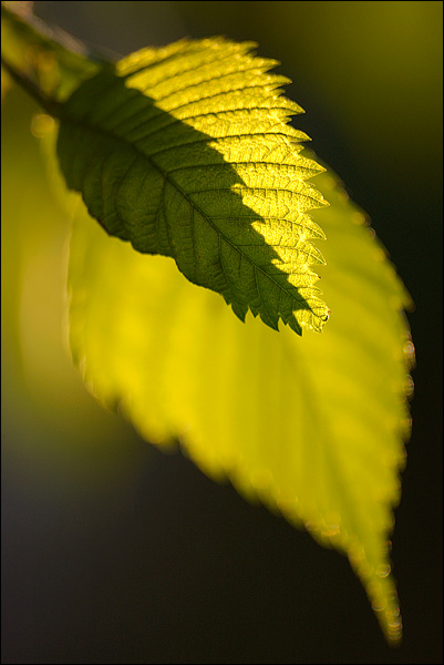 080528-110-w.jpg