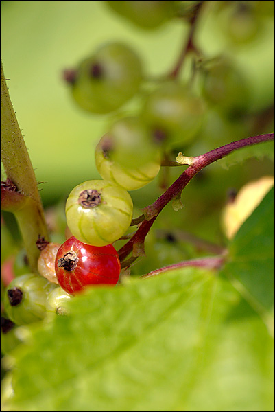 080615-085-w.jpg