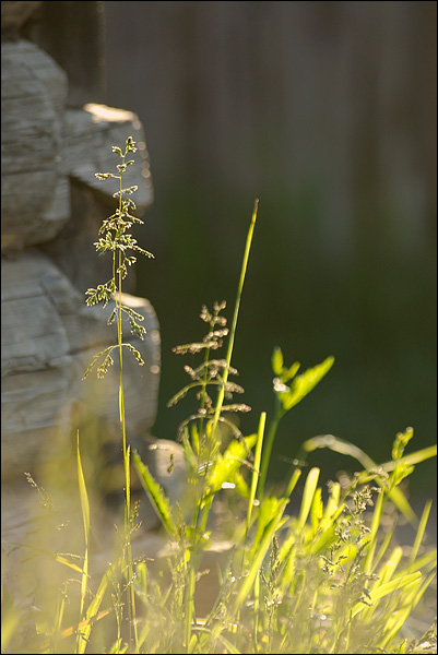 080615-153-w.jpg