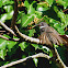 Pied Fantail