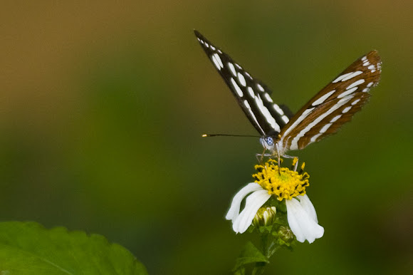 Spotting Image 1